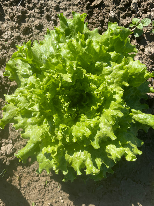 Lettuce (Green Leaf), Certified Organic - BC
