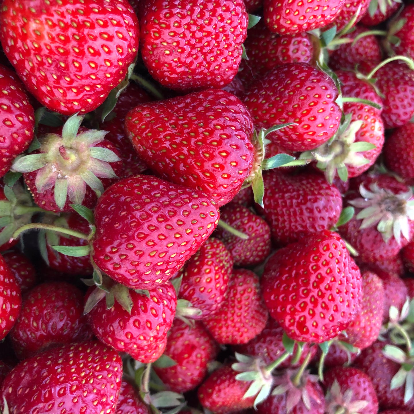 BERRIES - Strawberries (Pints) No Spray - Armstrong, BC