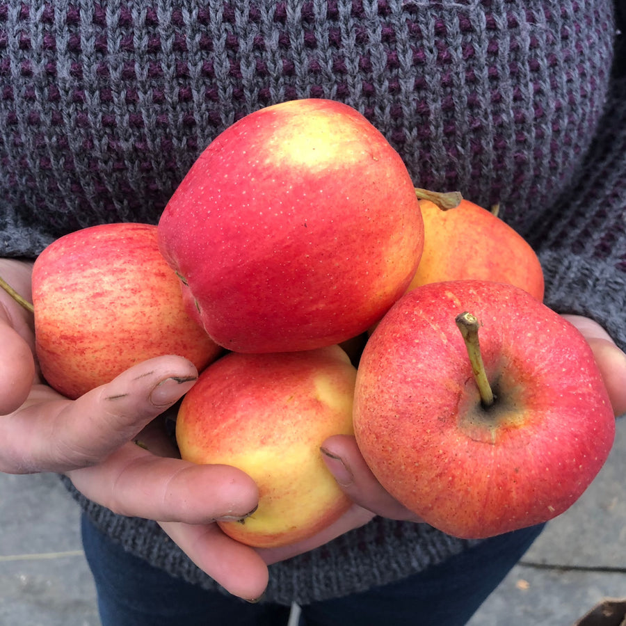 Ambrosia apples held in cupped hands