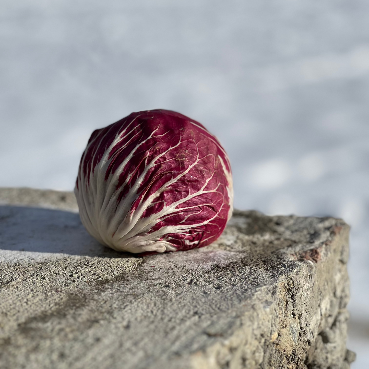 Radicchio, Red - Certified Organic - USA