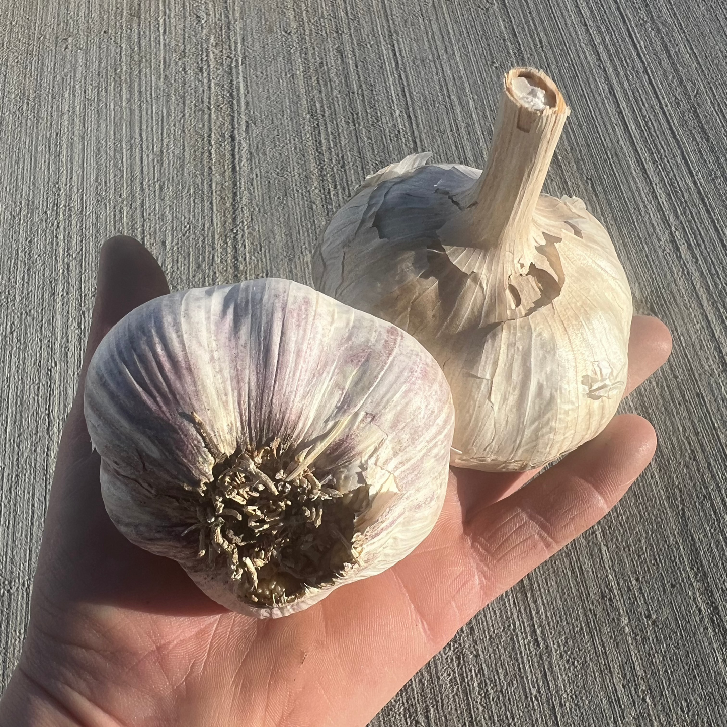 Garlic - No Spray - BC