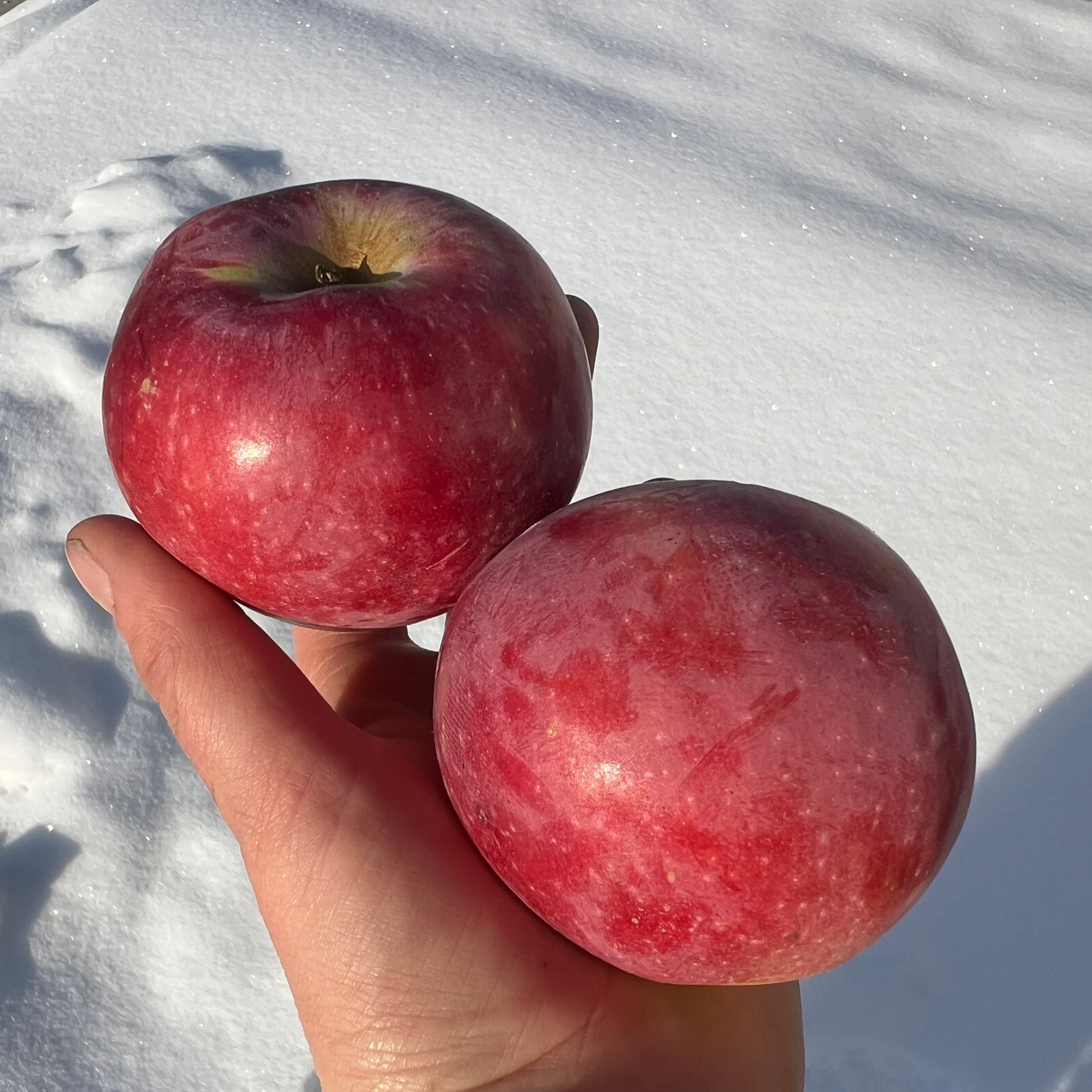 Apples, Spartan - Certified Organic - BC