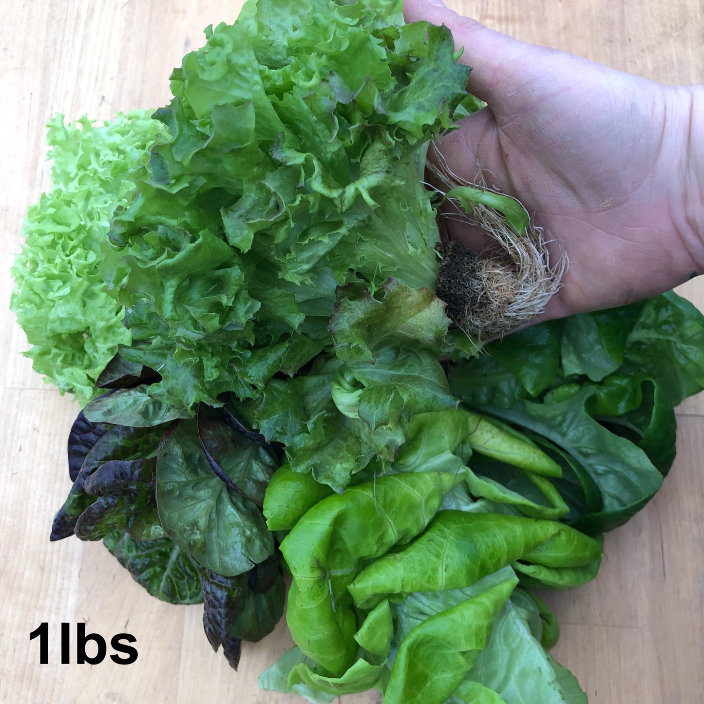 Lettuce, Small - Hydroponic