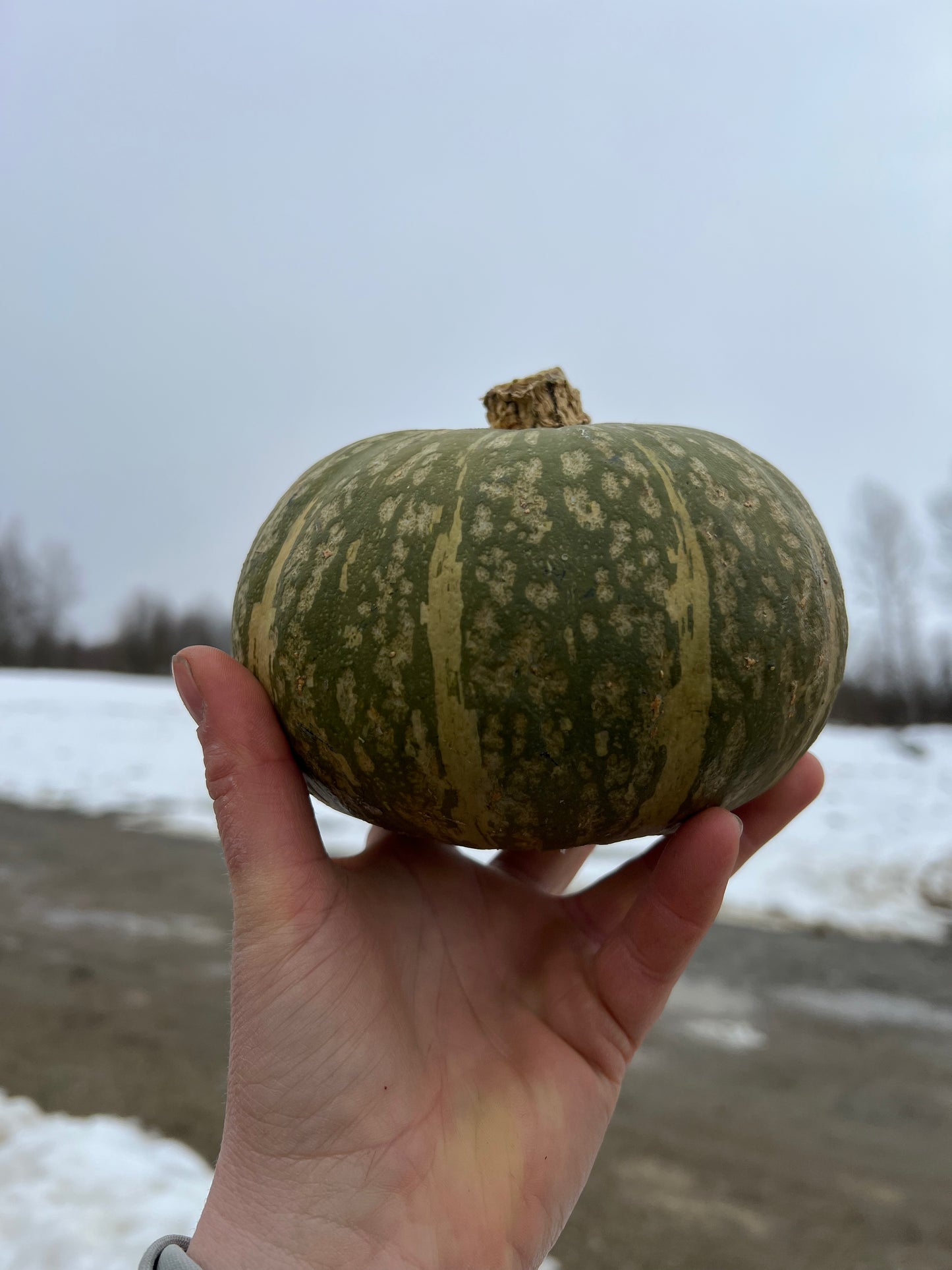 Squash, Kabocha - Certified Organic, BC