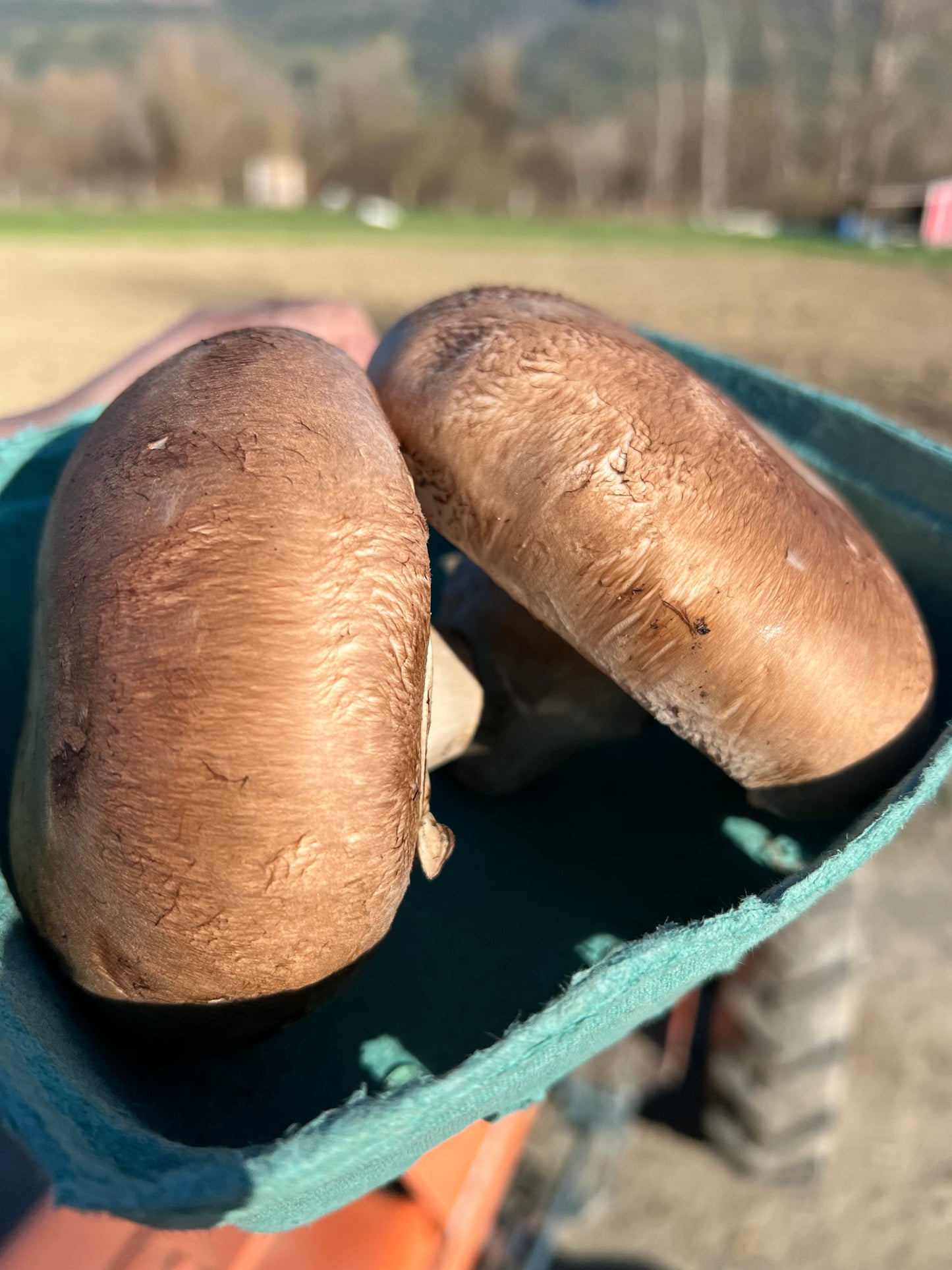 Mushroom, Portobello - Certified Organic - BC