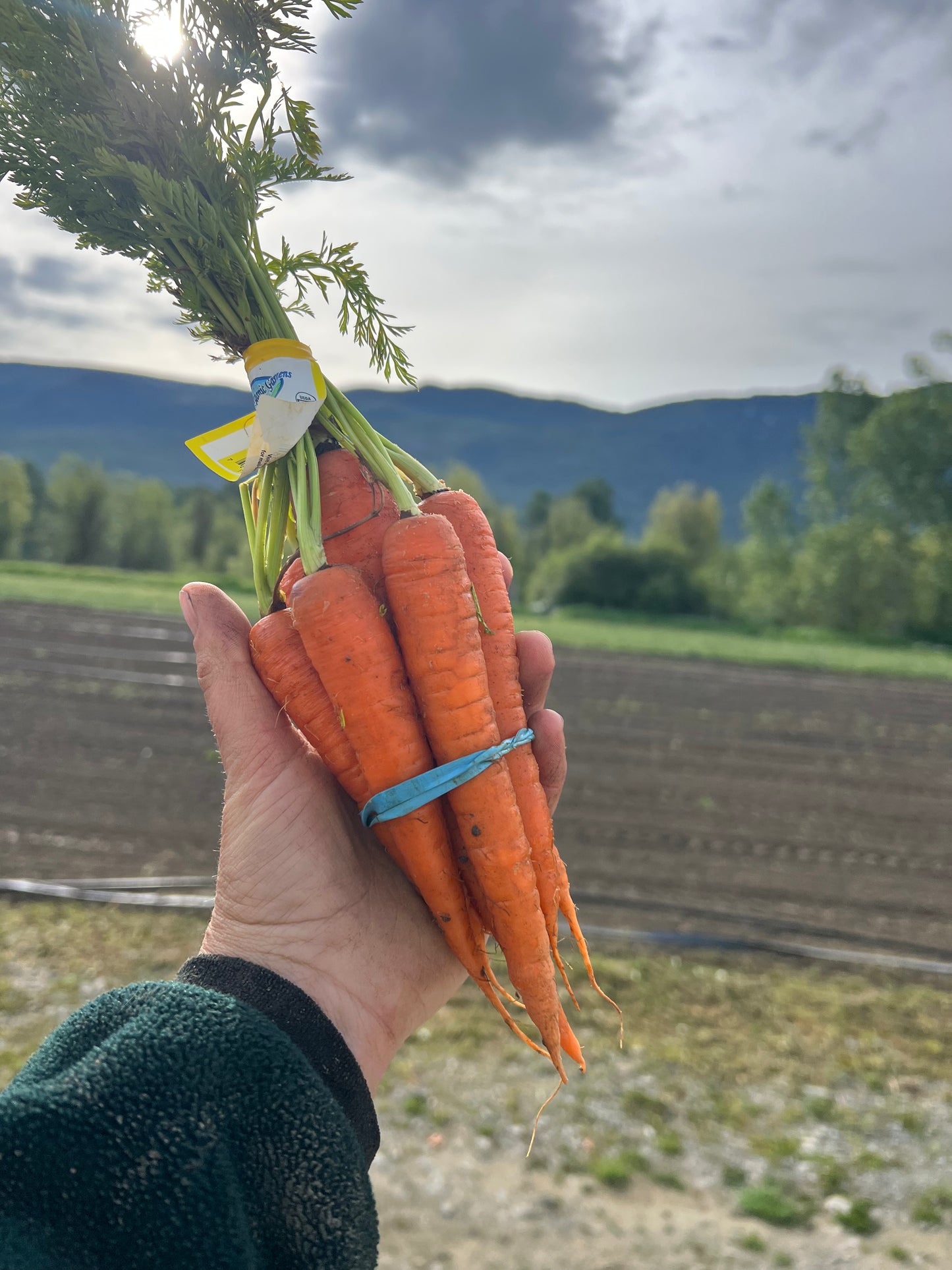 Carrot Bunch - Conventional - BC