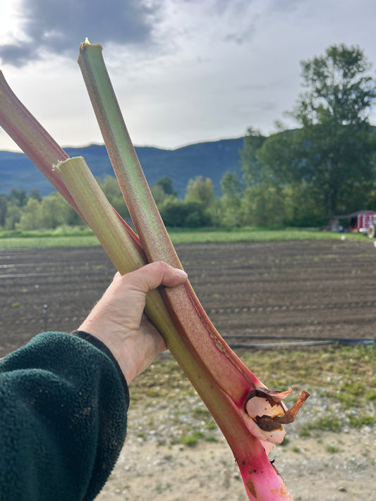 Rhubarb stalks held up in a field