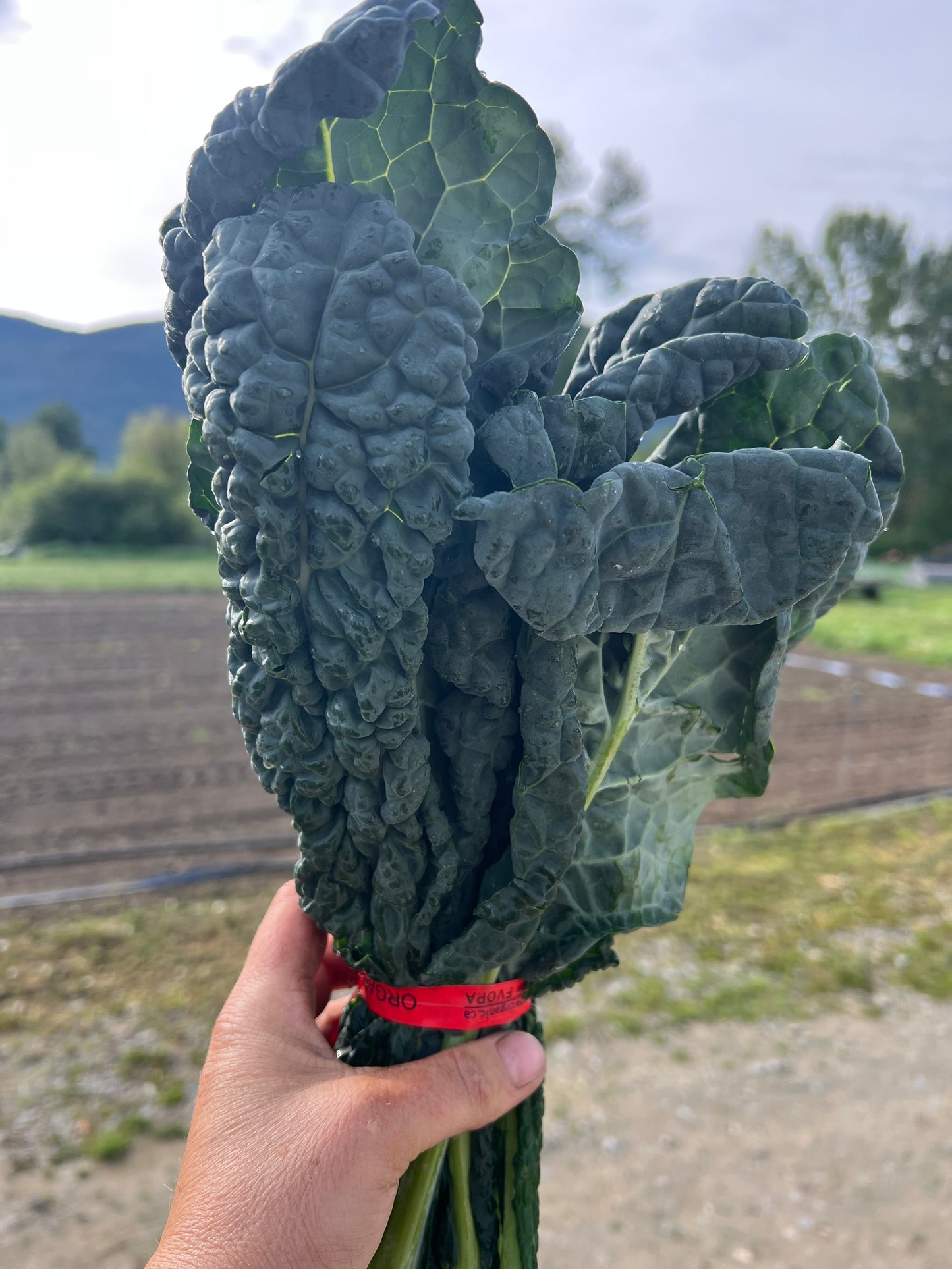 Kale, Black/Lacinato, Certified Organic - BC