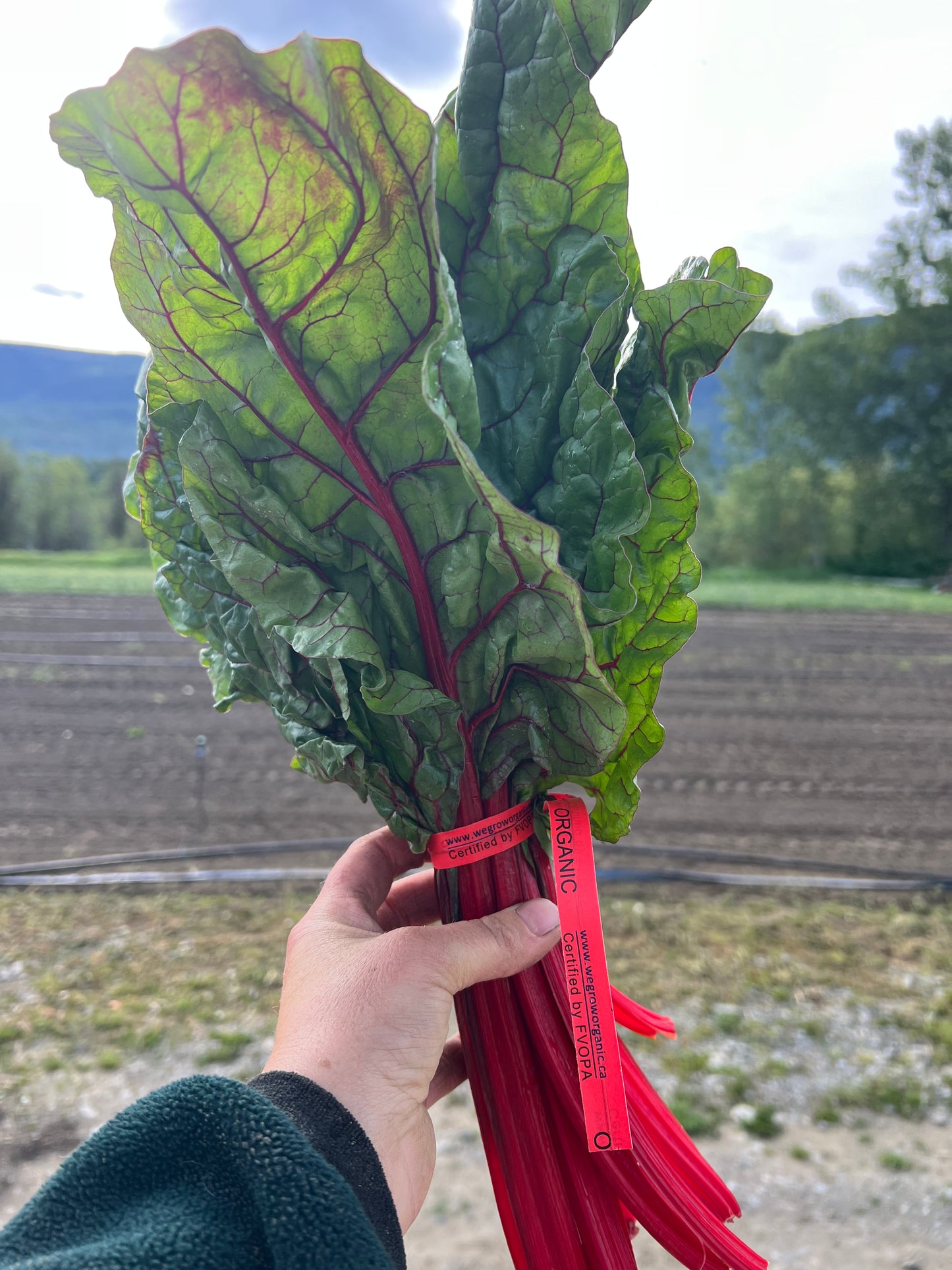 Chard - Red, Certified Organic - BC