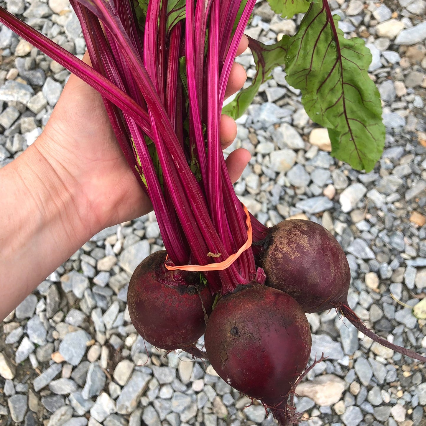 Beets - Organic