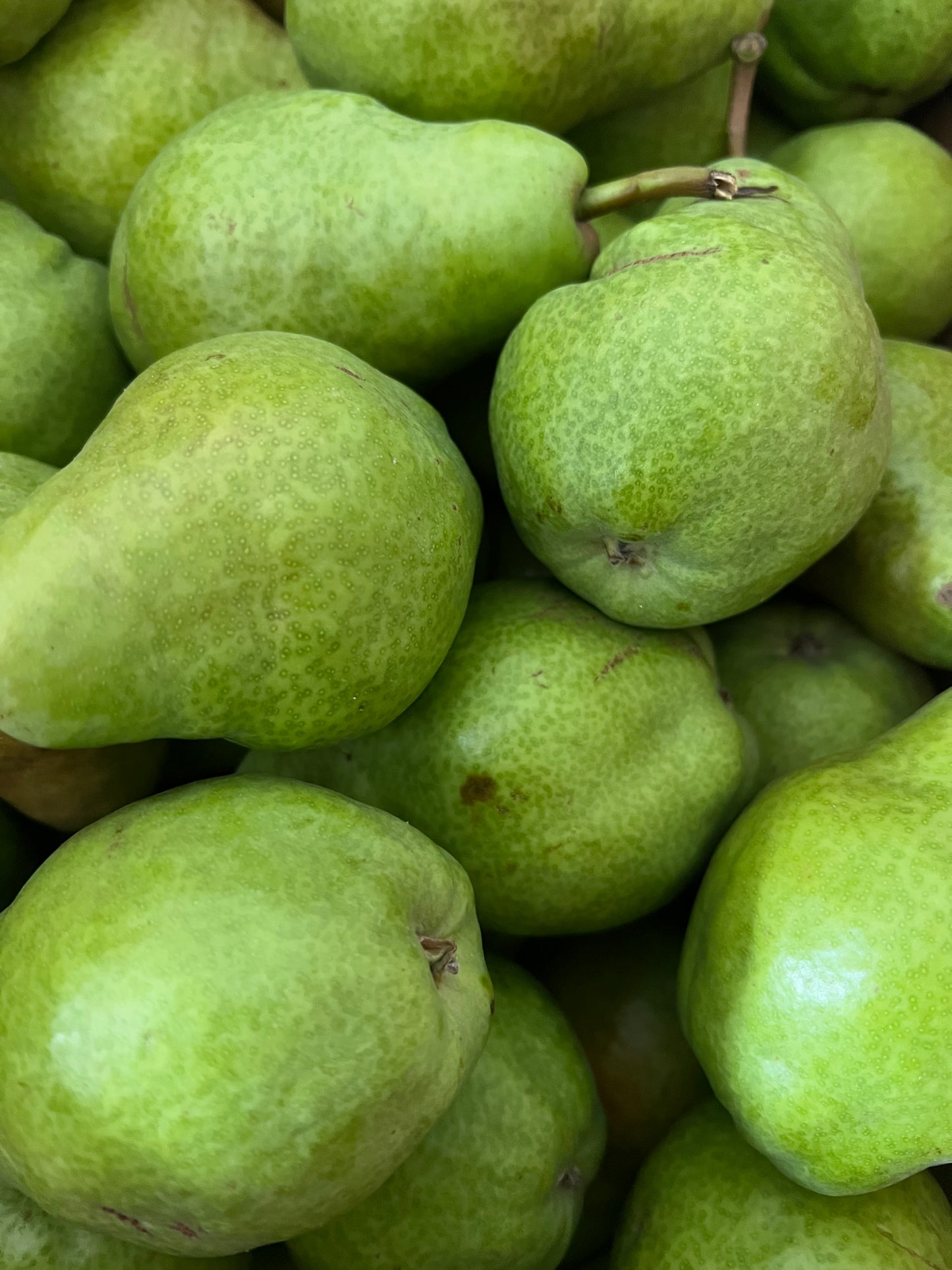Pears, Bartlett - Certified Organic - BC