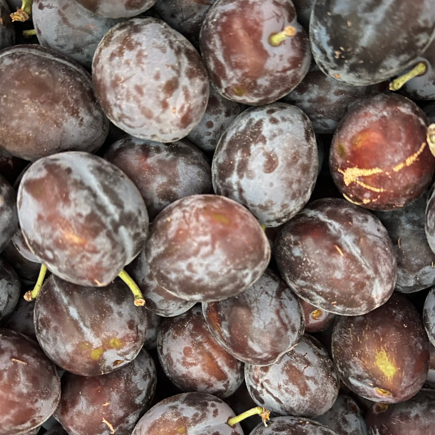 Plums, Italian Prune - Certified Organic - BC