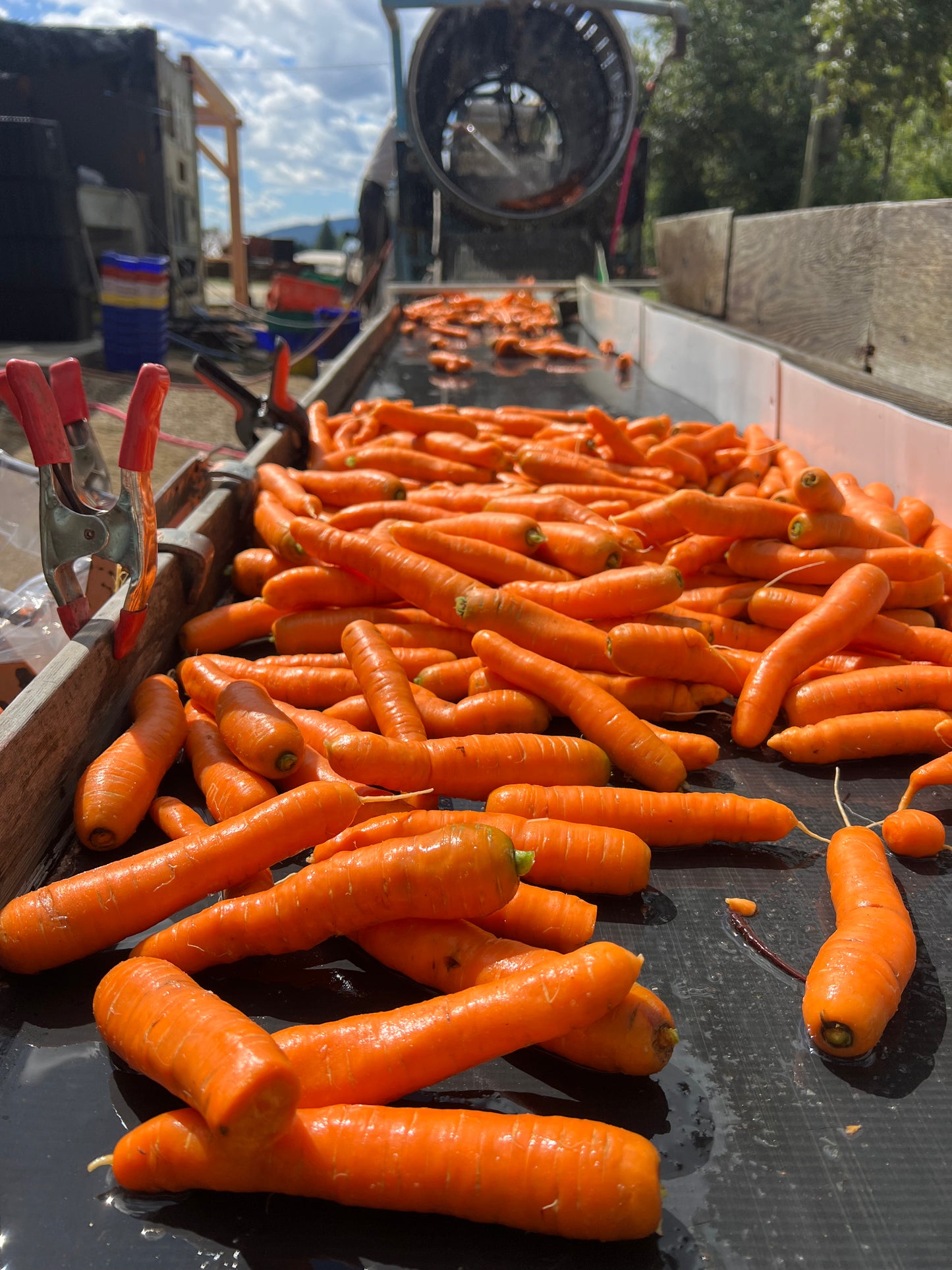 Carrots - Certified Organic - BC