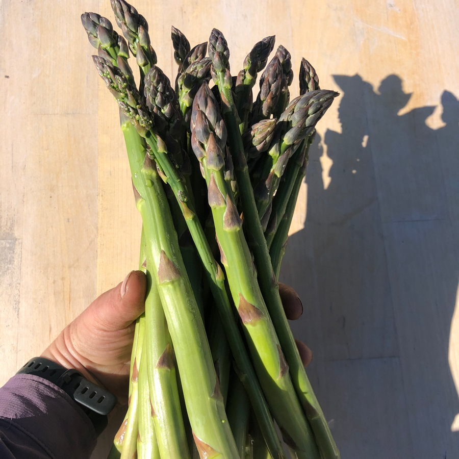A hand holding a bunch of asparagus spears