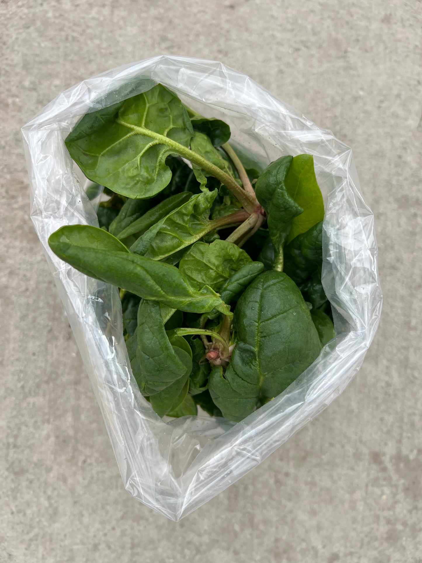 Spinach (0.5lbs bag) - Certified Organic - BC