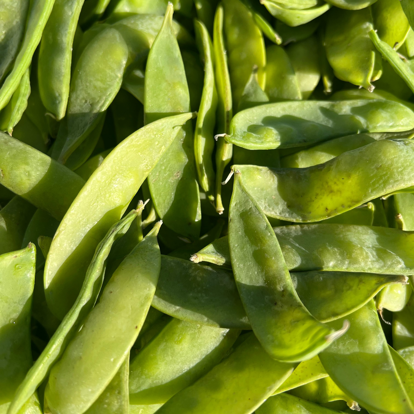 Peas, Snow  - Certified Organic - MX
