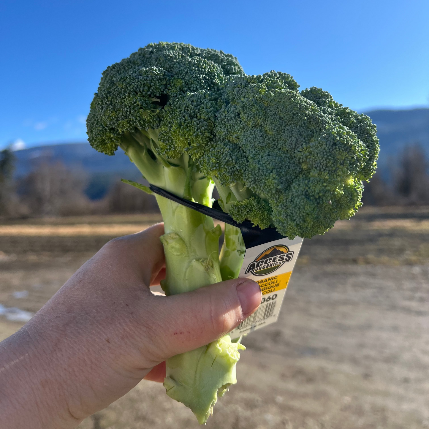 Broccoli, Certified Organic - MX