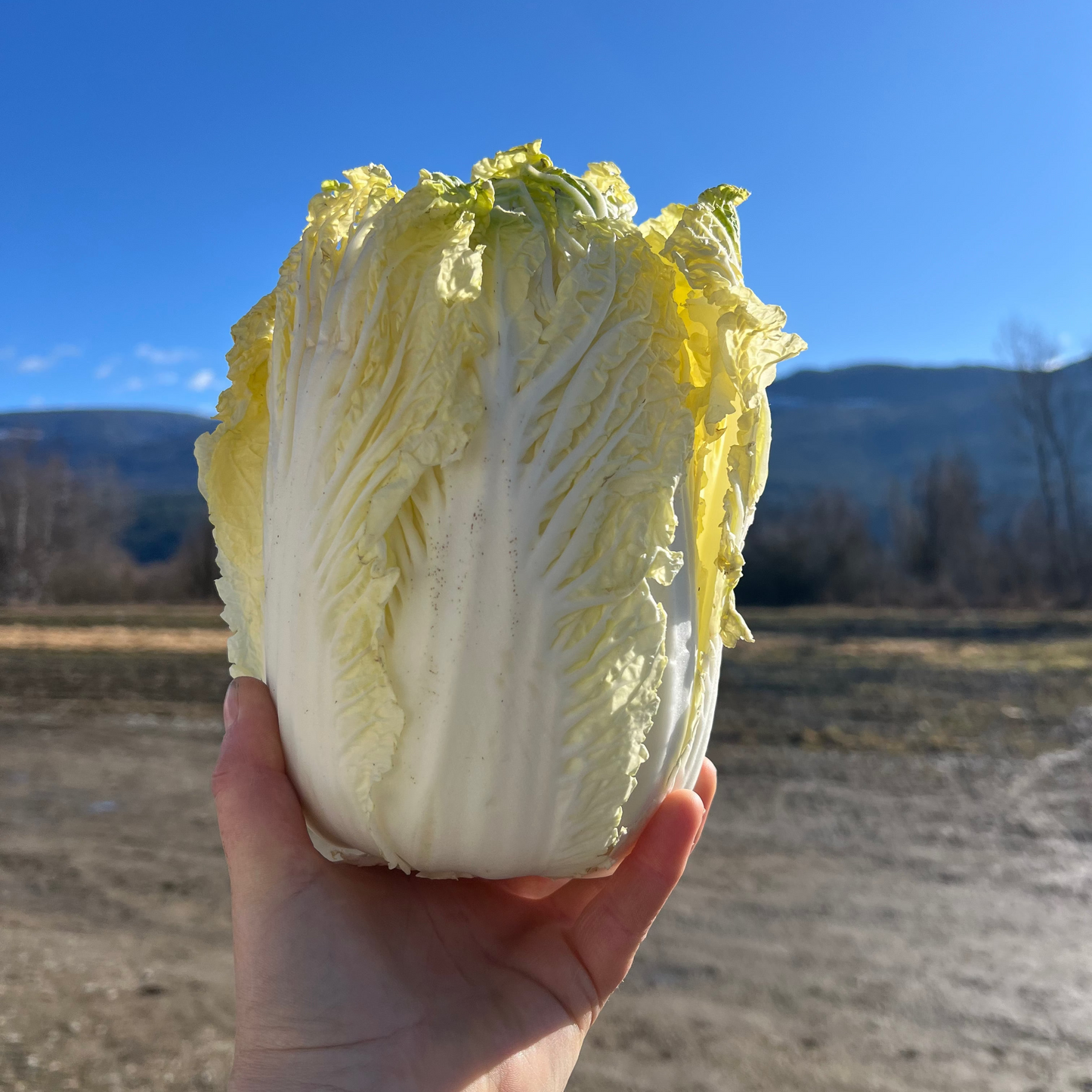Cabbage, Napa - Certified Organic - USA