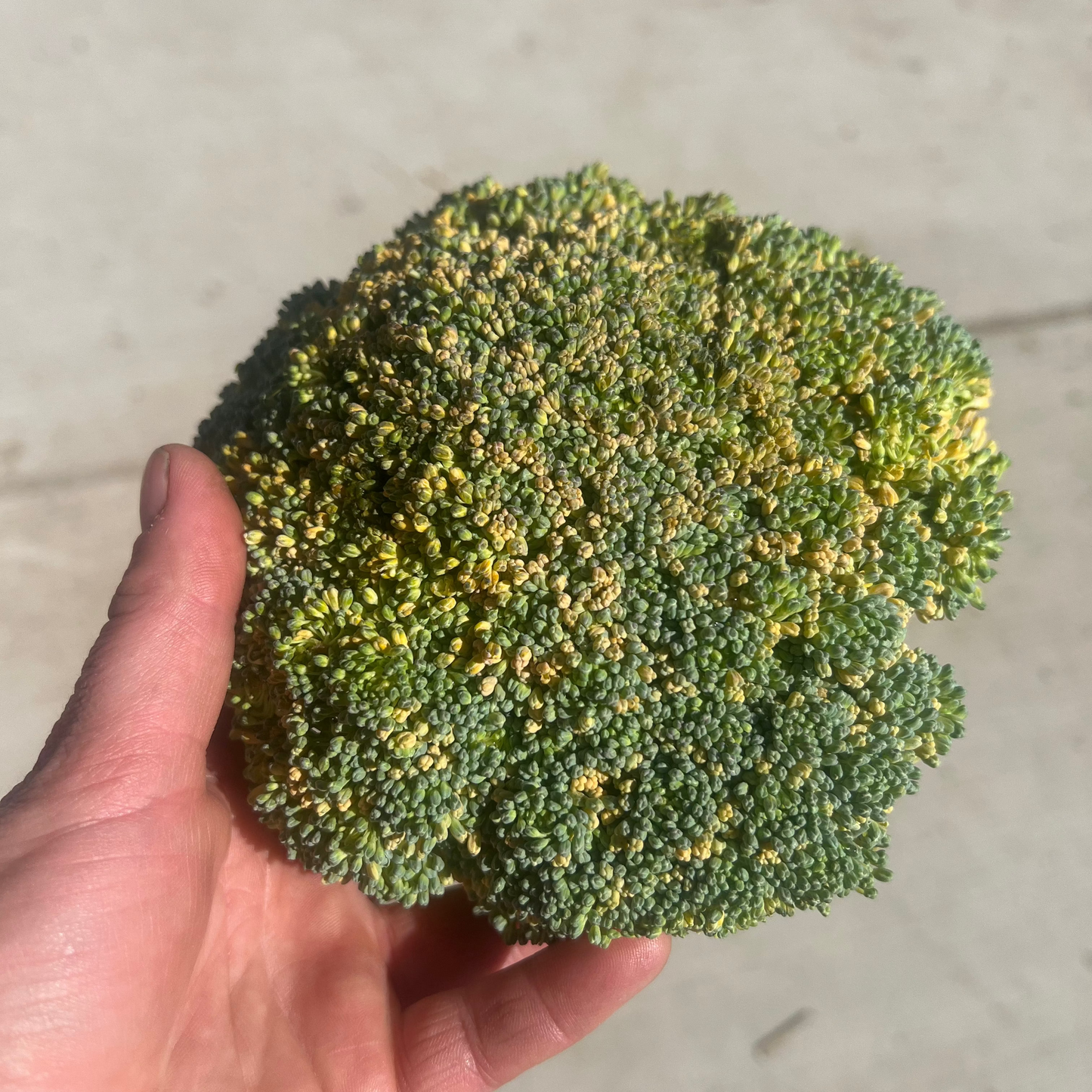 zz - IMPERFECT Broccoli, Conventional - BC