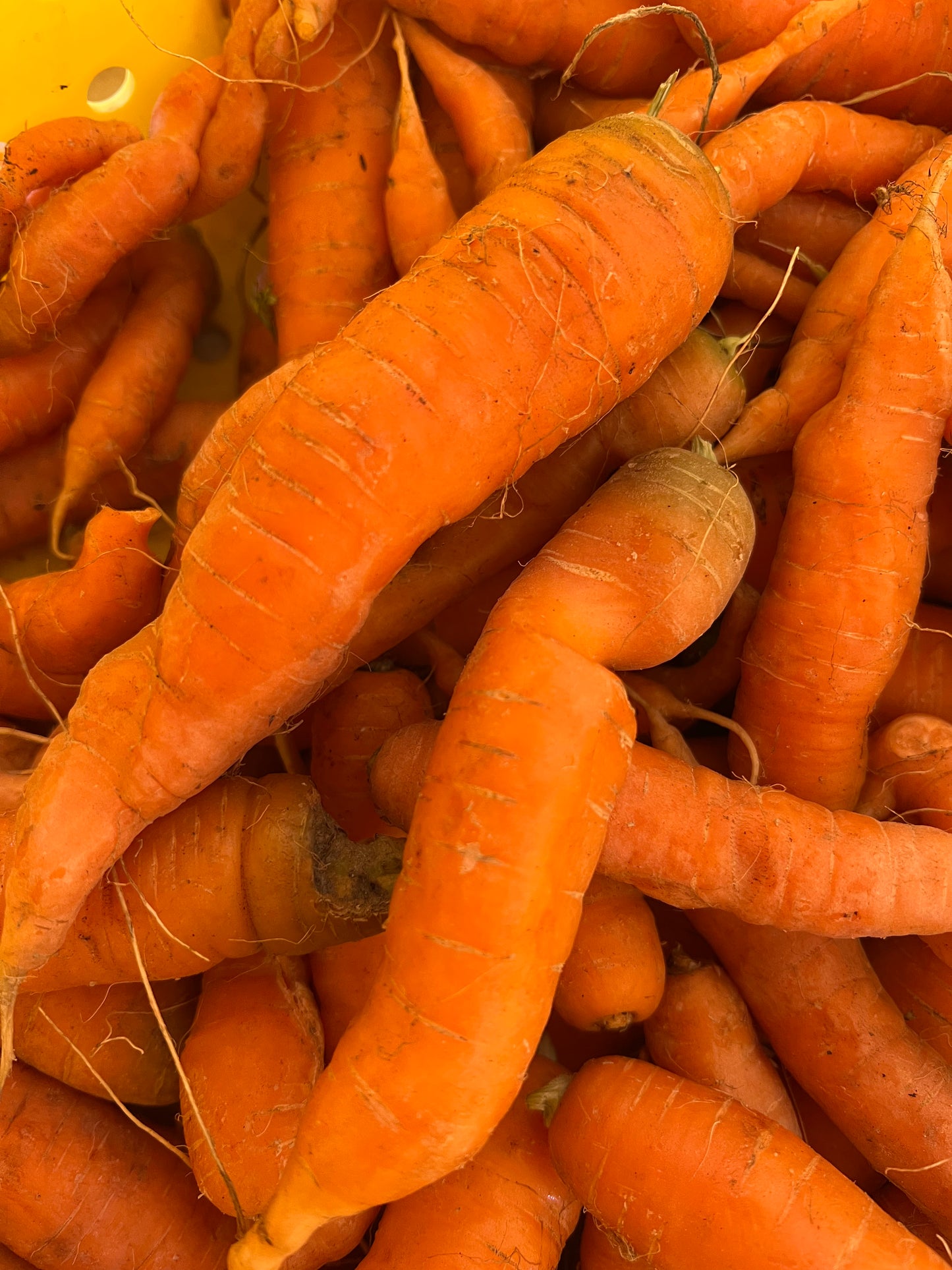 Carrots, Imperfect (Small/Baby) - Certified Organic - BC