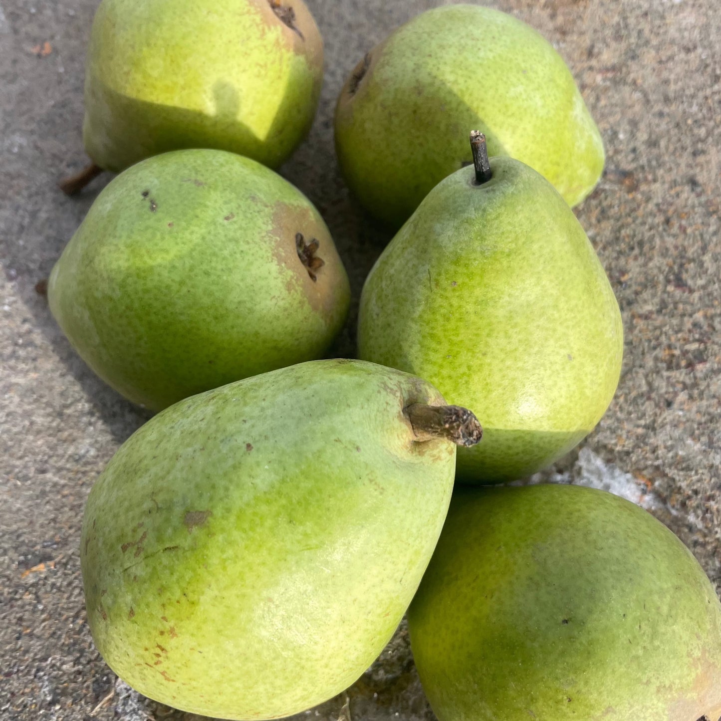 Pears, D'Anjou - Certified Organic - USA