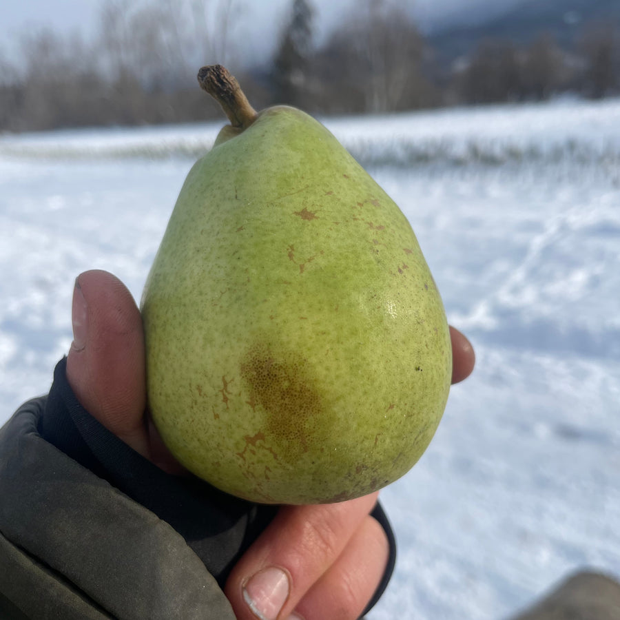 Hand holding a green D'Anjou pear above a snowy field