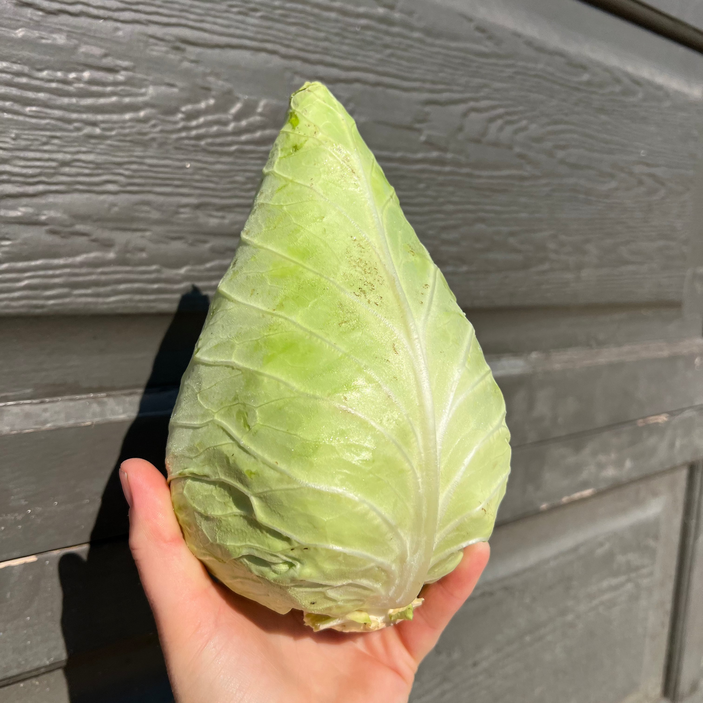 Cabbage, Caraflex - Certified Organic - BC