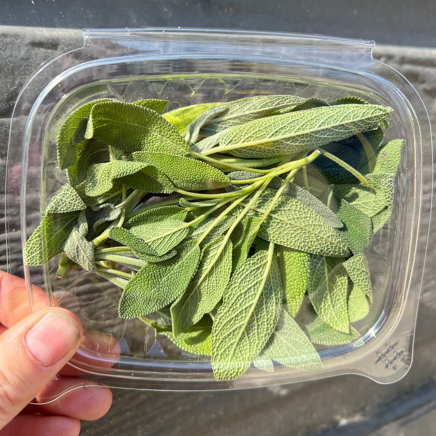 HERB - Sage - Hydroponic, BC