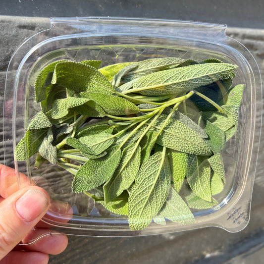 Fresh hydroponic sage from Recline Ridge in Vernon, BC, in a clear clamshell