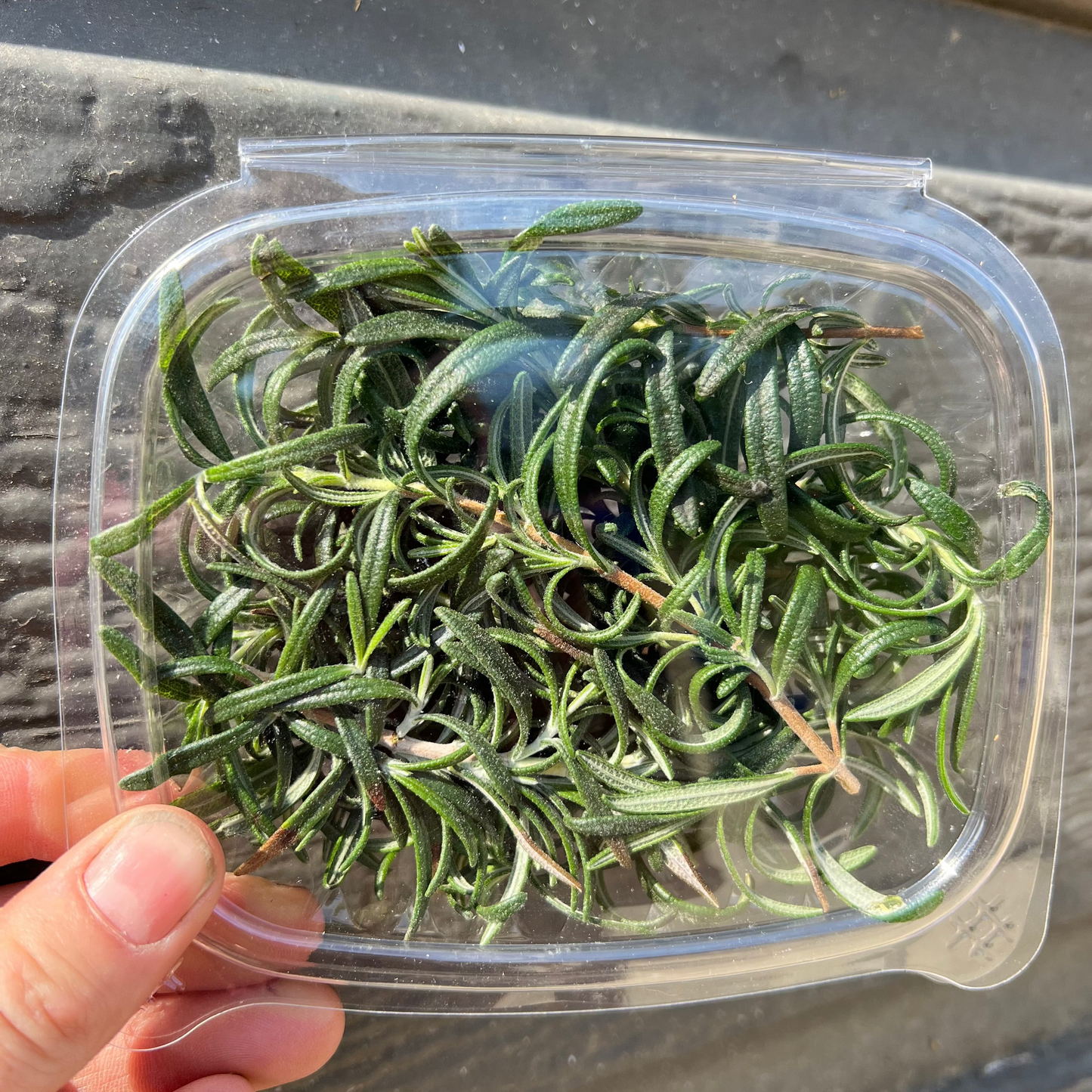HERB - Rosemary - Hydroponic, BC