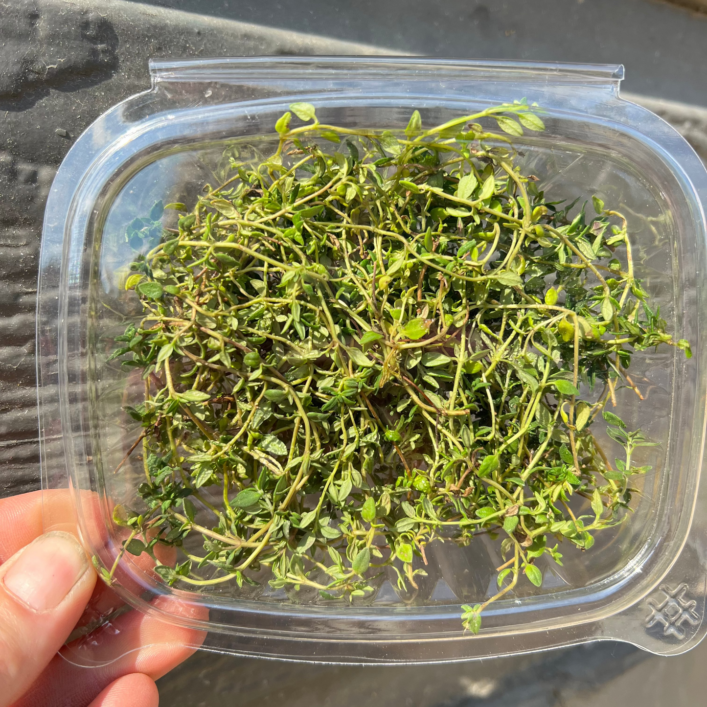 HERB - Thyme - Hydroponic, BC