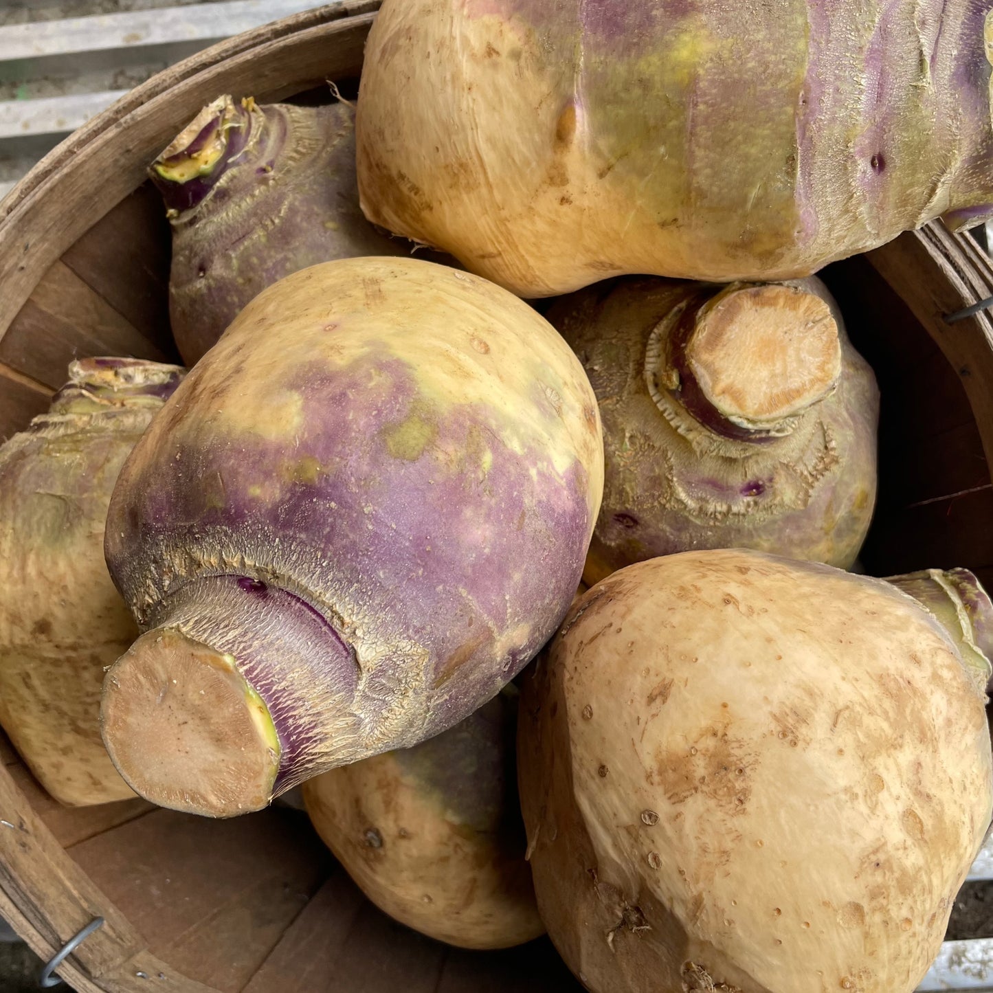 Rutabaga, large - Certified Organic