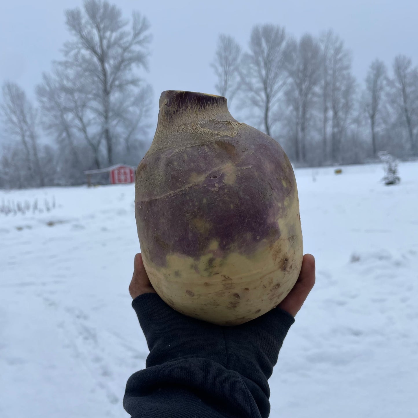 Rutabaga, large - Certified Organic