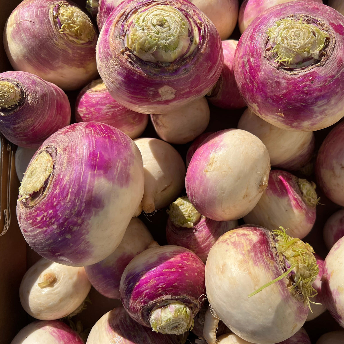 Turnips, Purple Top (1lbs) - Conventional - BC
