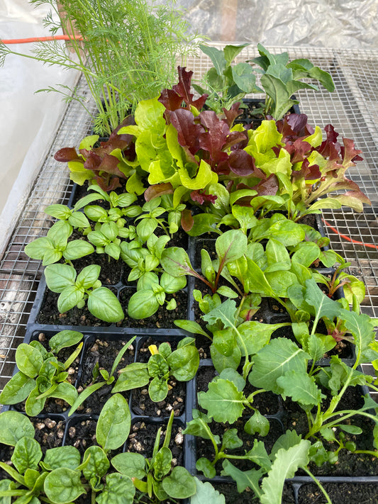 Garden Starter Pack - Herbs & Greens