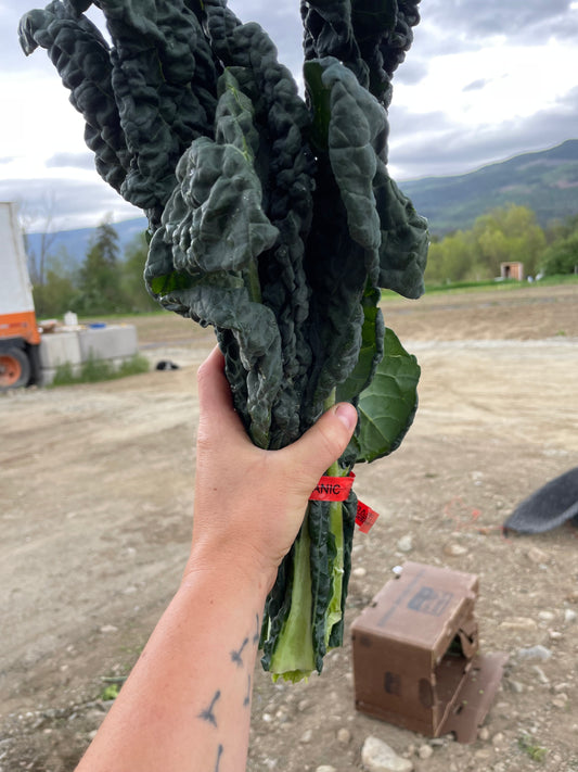 Kale, Black/Lacinato - Certified Organic (0.5lb)