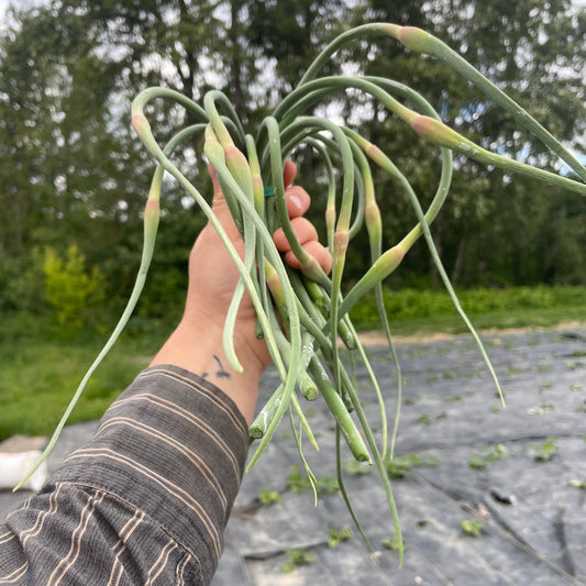 Garlic Scapes, Certified Organic (Bunch) - BC