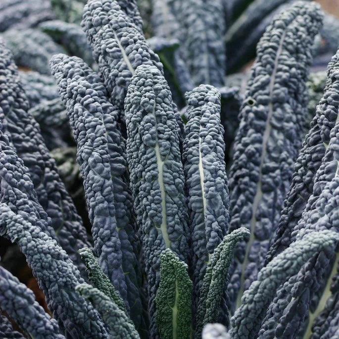 Seedling - Black Kale, Black Magic