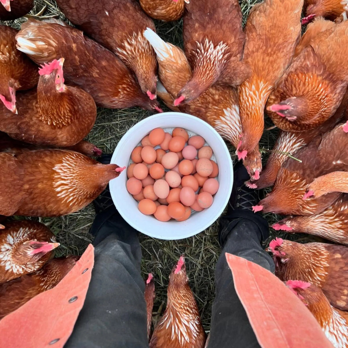 Eggs, Certified Organic - BC