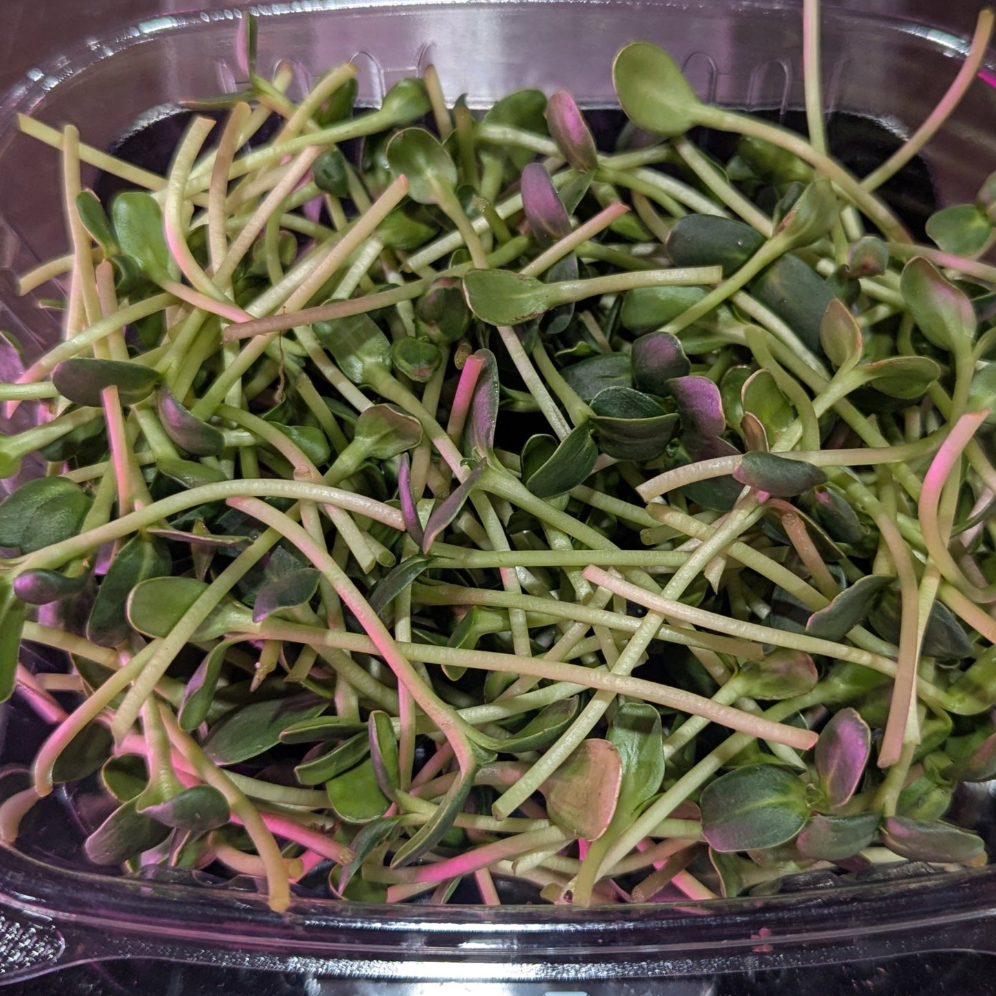 Microgreens, Sunflower Shoots - BC