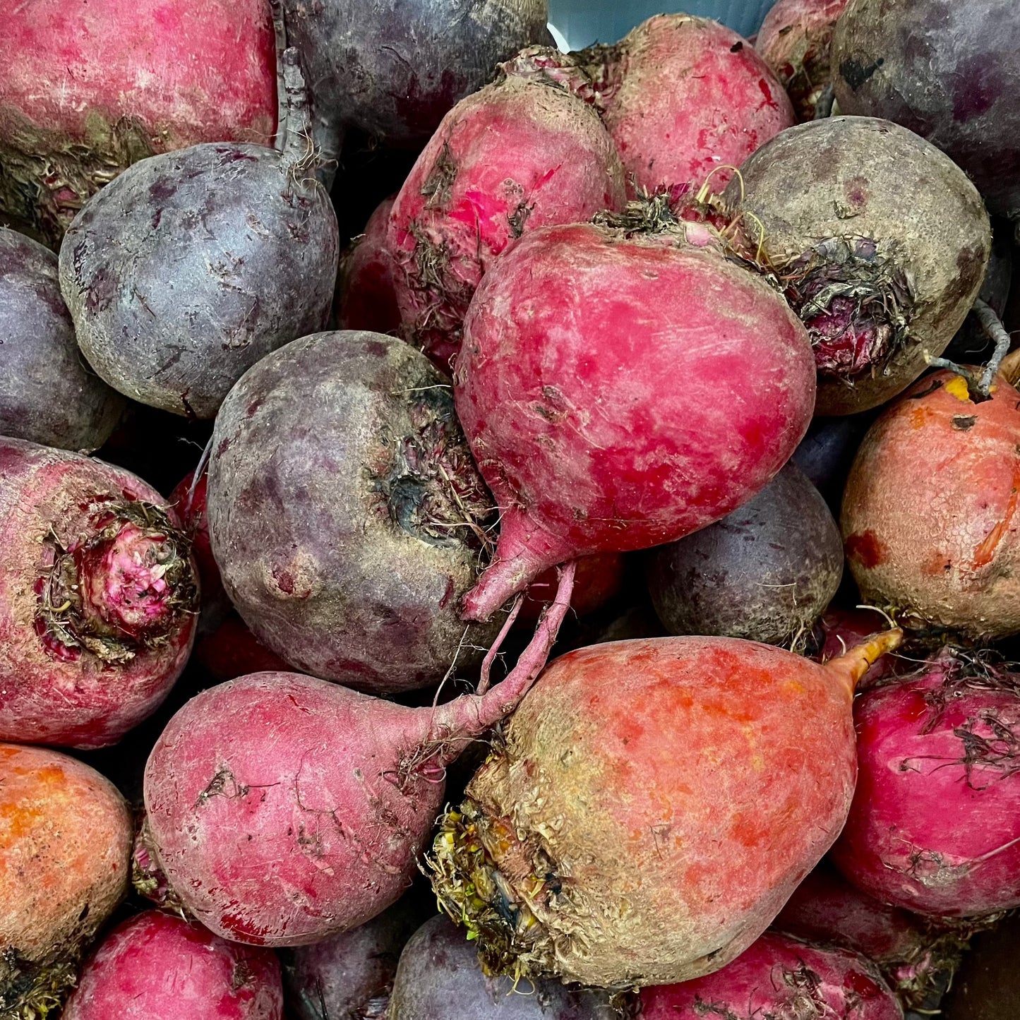 Beets, Baby Rainbow - Certified Organic (2lbs Bag)