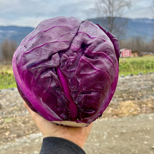 Cabbage, Red - Certified Organic (Each)