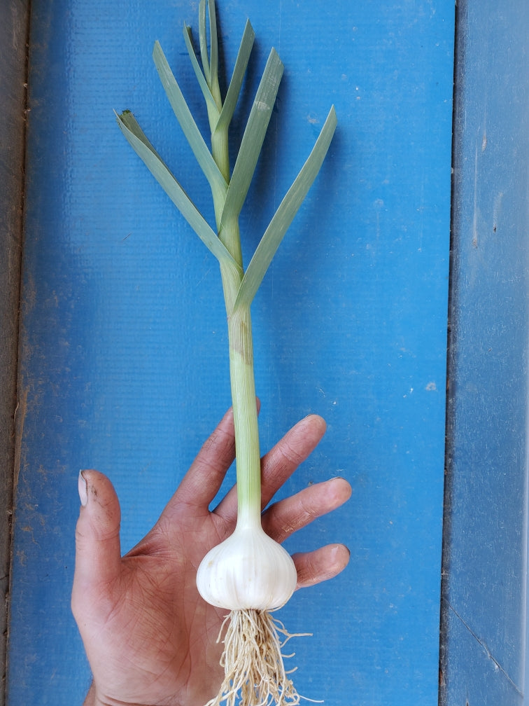 Garlic, Fresh Garlic - Certified Organic - BC