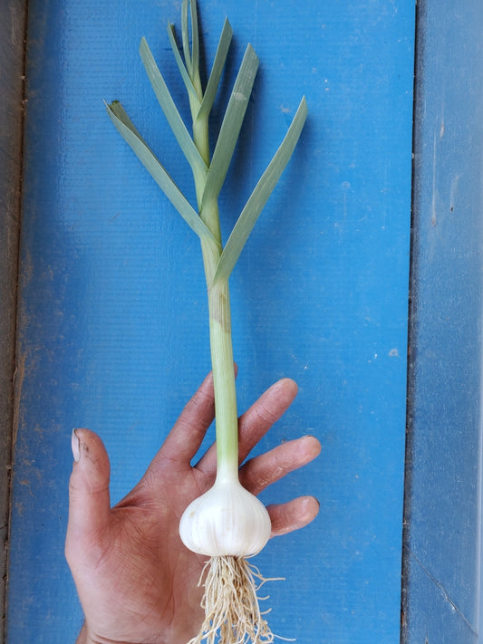 Garlic, Fresh Garlic - Certified Organic - BC