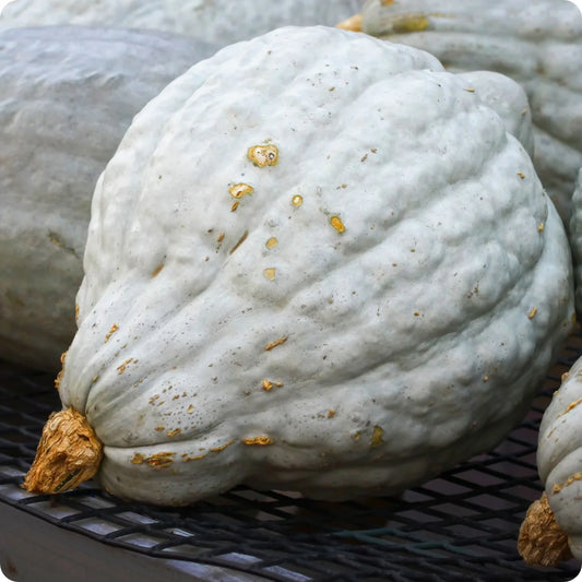 Squash, Blue Hubbard - No Spray - BC