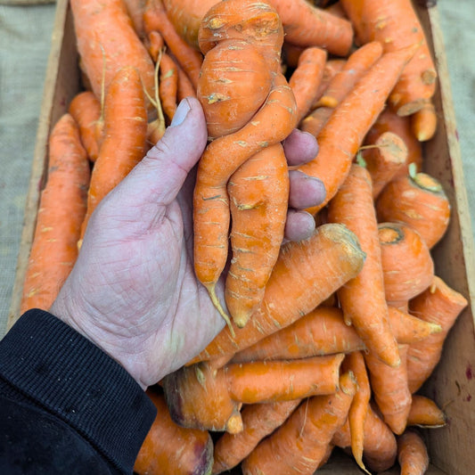 Carrots, Imperfect - Certified Organic - BC