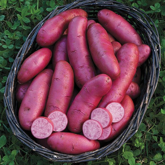 Potatoes (Baby Pink AmaRosa) - Certified Organic