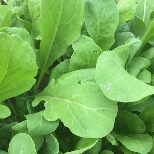 Baby Arugula, Certified Organic (6oz bag)