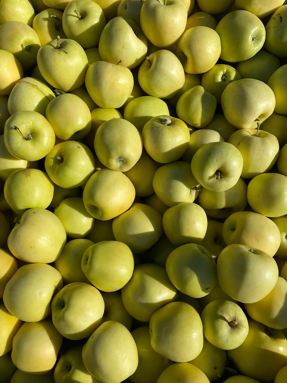 Apples, Aurora - Certified Organic - BC