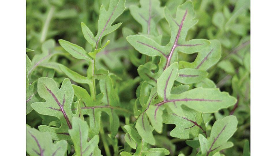 Arugula, bunch - Certified Organic - BC